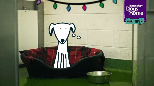 birmingham dogs home animation