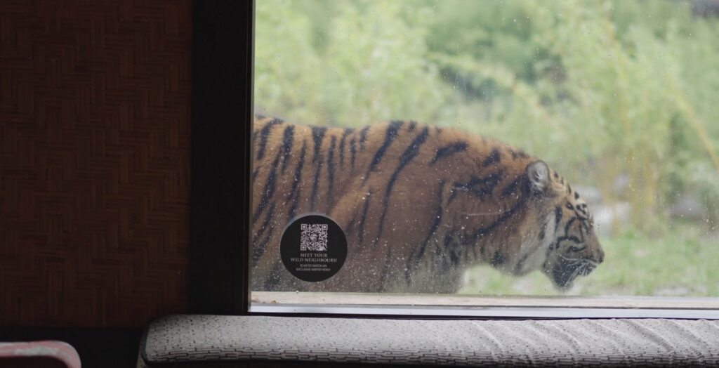 QR code sticker on window with tiger walking behind.