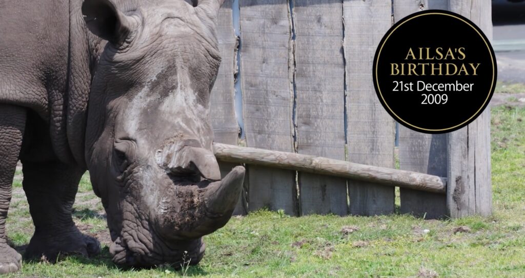 Live action shot of rhino. Motion graphics label on the right that says Ailsa's birthday 21st December 2009. Gold and white text on black circular background.