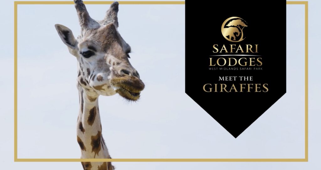 Giraffe. Label next to it reads Safari Lodges: Meet the Giraffes.