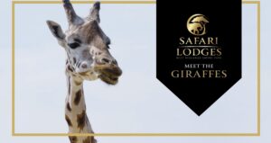 Giraffe. Label next to it reads Safari Lodges: Meet the Giraffes.
