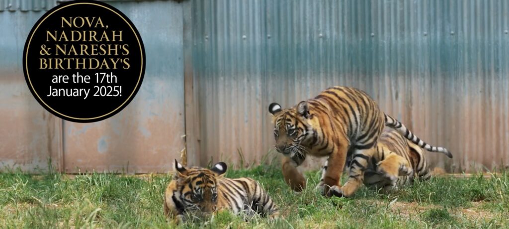 Live action shot of two tigers playing. Motion graphics label on the left that says Nova, Nadirah and Naresh's birthdays are the 17th January 2025! Gold and white text on black circular background.